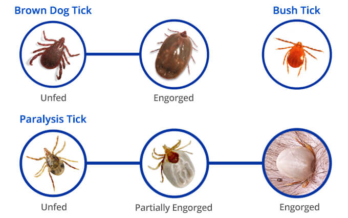 Illustration showing tick types in both unfed and engorged states