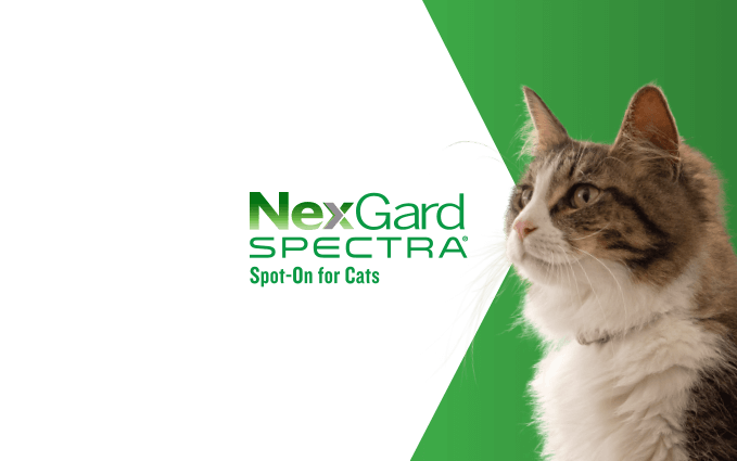 Nexgard_Cats_products_page