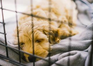 Puppy sleeping in crate.