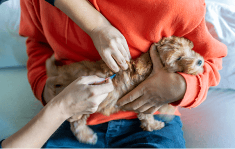 Puppy vaccination 2
