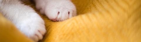 Bright white cat paws on a yellow blanket.
