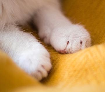 Bright white cat paws on a yellow blanket.