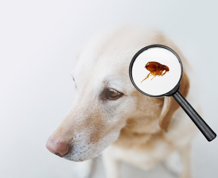 flea bites on golden retriever