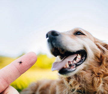 Removing ticks from dogs