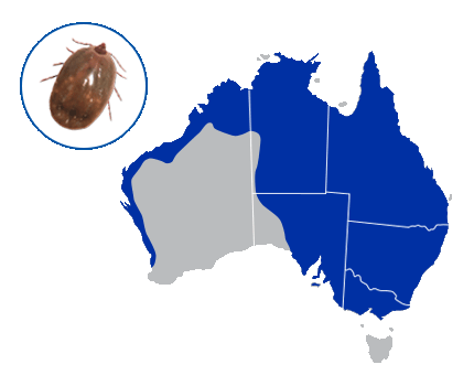 Australian map indicating brown dog tick zones