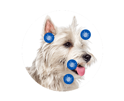 Tick markers indicating the dogs head, neck, mouth and ears