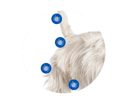 Tick markers indicating the chest, belly, back, tail and backlegs