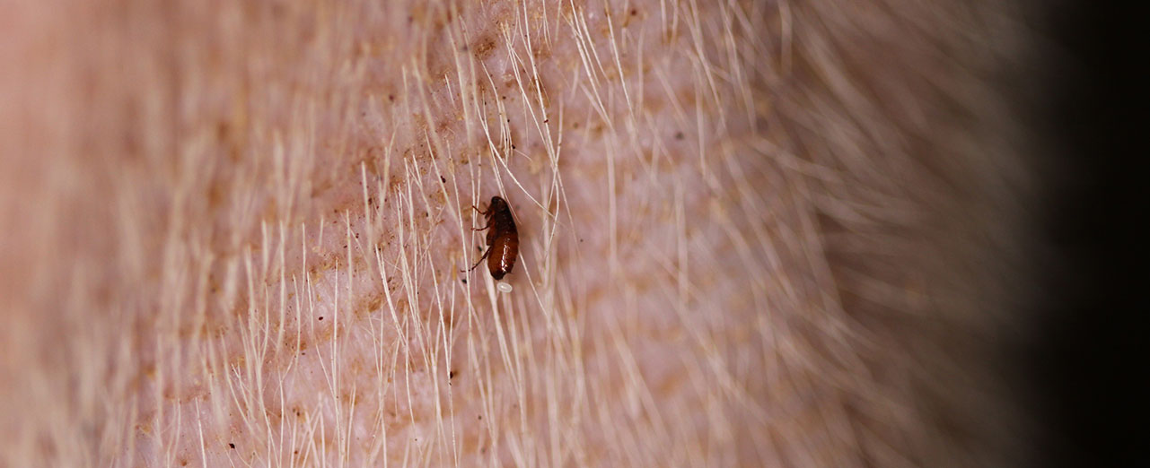 picture of a flea