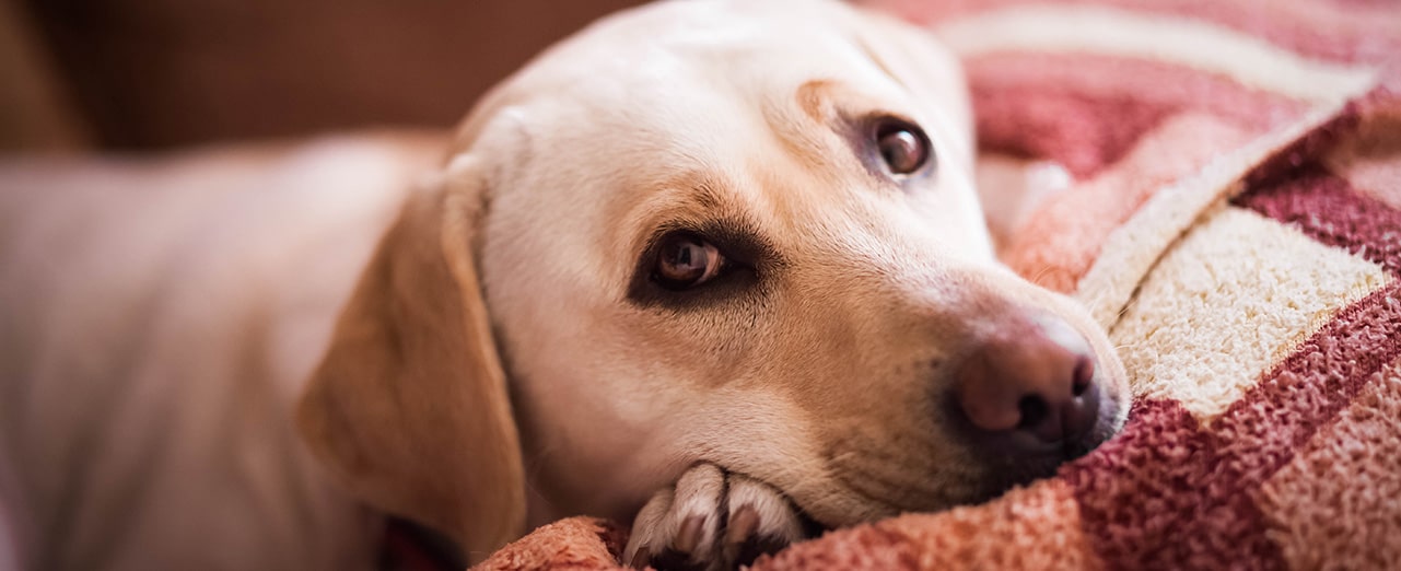 what are signs of worms in dogs