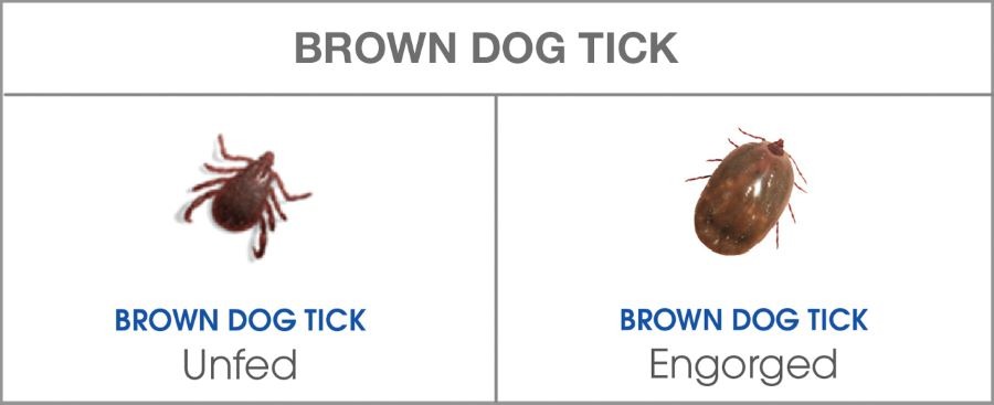 brown dog tick table
