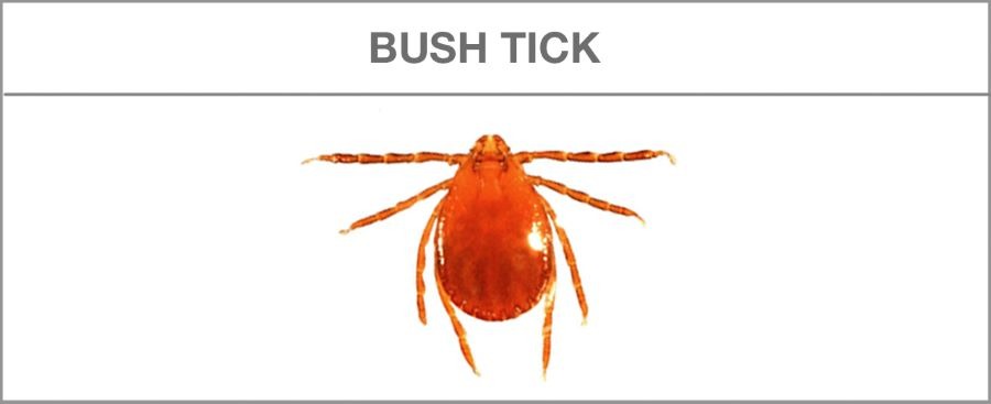 bush tick