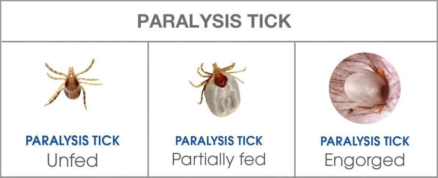 paralysis tick table