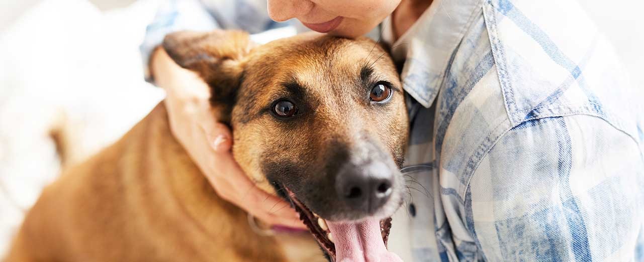 Roundworm treatment for dogs