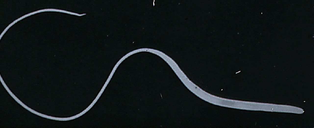 Whipworm (Trichuris vulpis) 