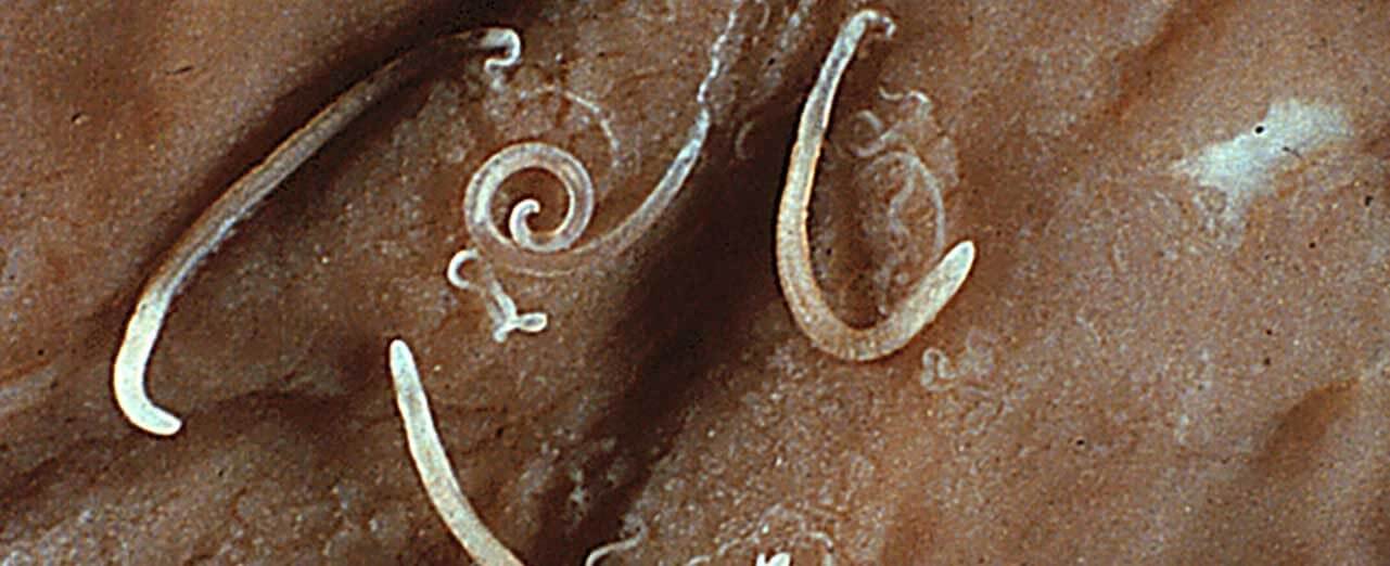 Adult whipworms (Trichuris vulpis) 