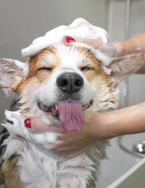 Dog being washing