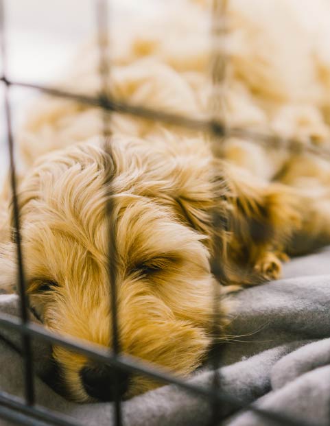 Puppy sleeping in a crate.