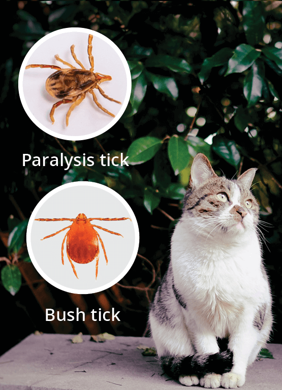 bush ticks portrait