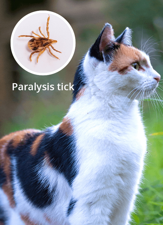 Images Of Ticks On Cats How To Remove Ticks From Cats Safe Easy