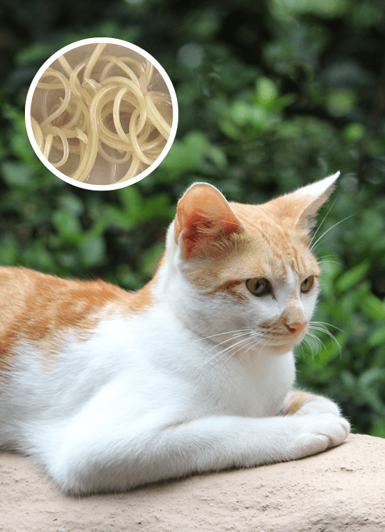 Roundworm treatment outlet for kittens