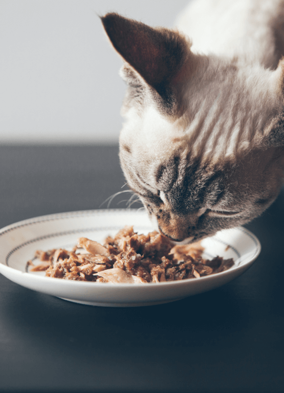 cat food meat