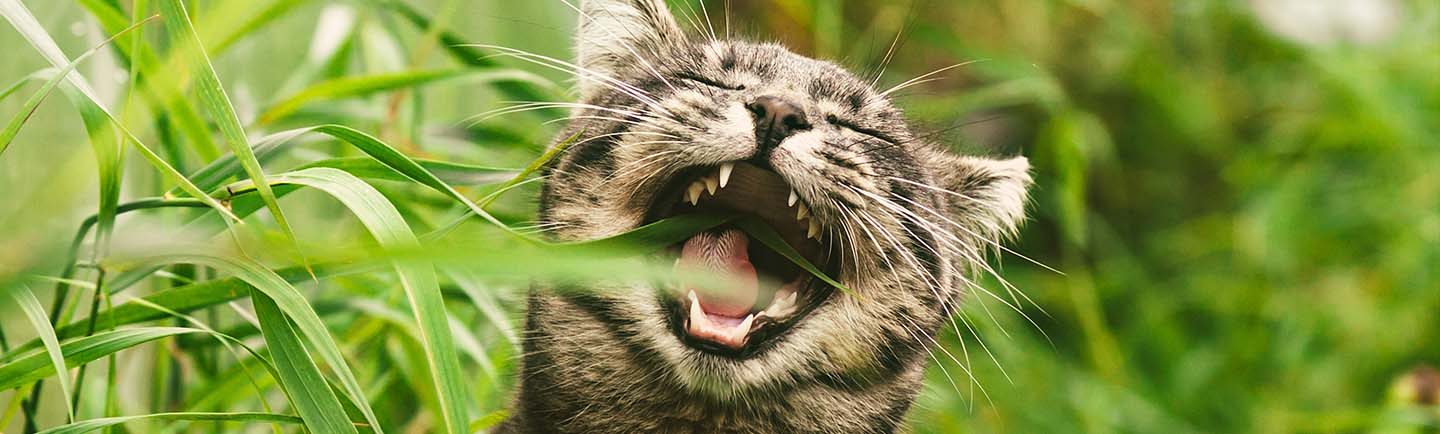 Tabby cat biting grass.