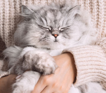 Light grey cat sleeping in the arms of woman wearing cream woollen sweater.