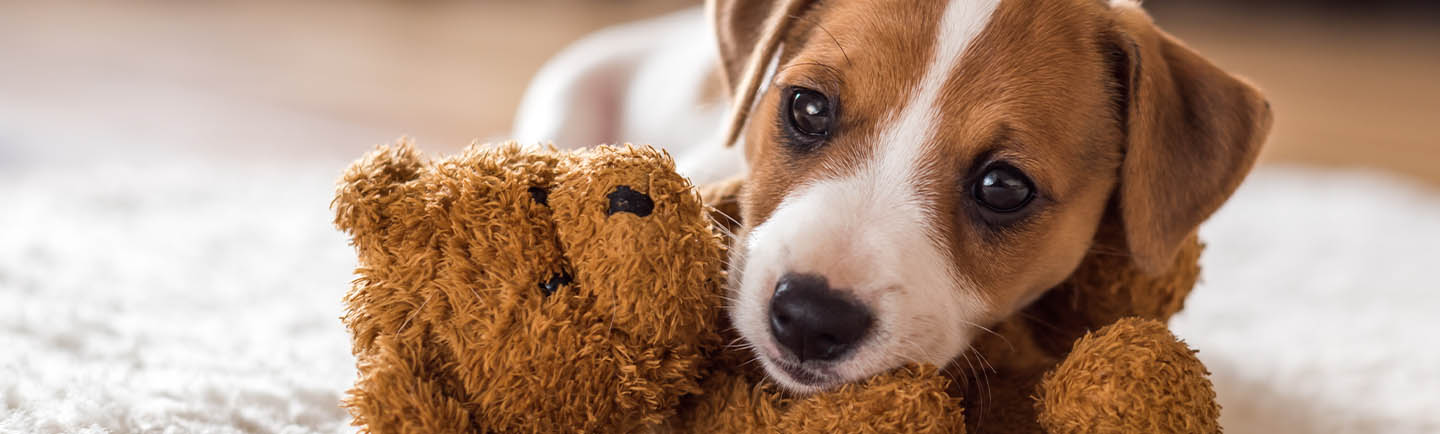 Puppy laying on a teddy bear.