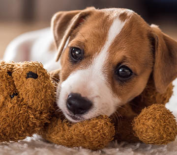 Puppy laying on a teddy bear.