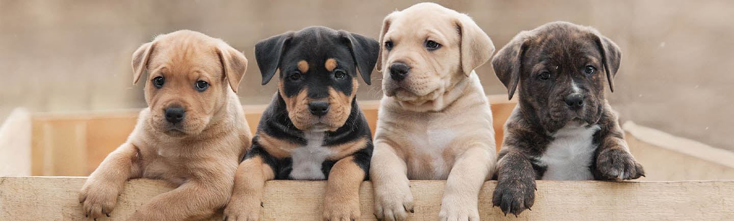 Different breeds of puppies in a wooden box.