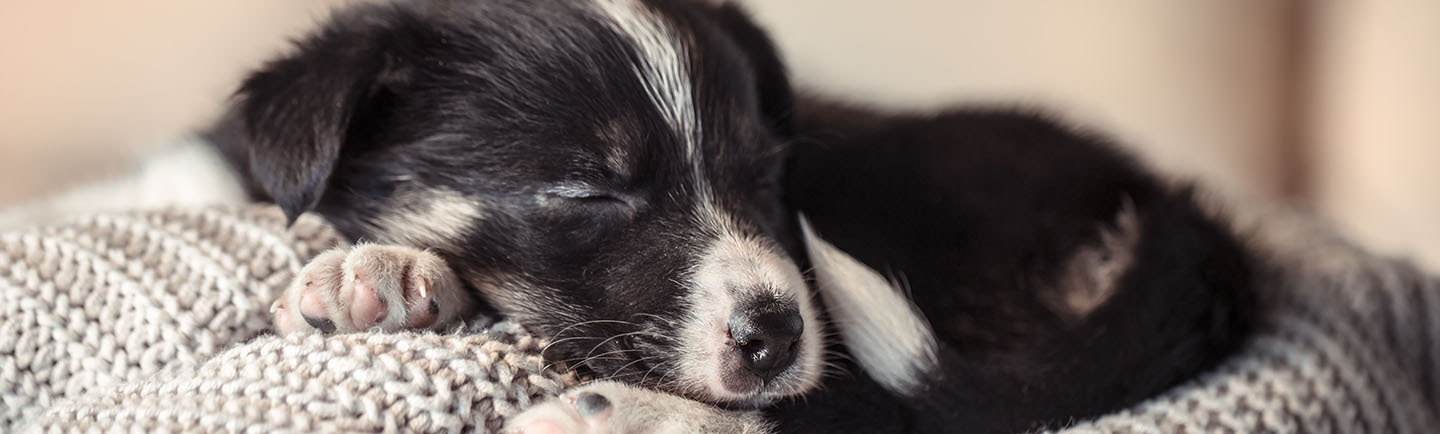 Cute puppy sleeping on a sweater.