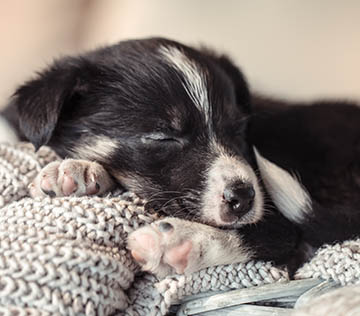 Cute puppy sleeping on sweater.