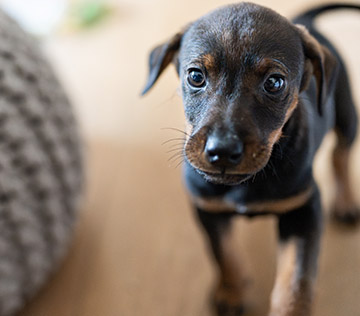 Puppy dog plying at home.