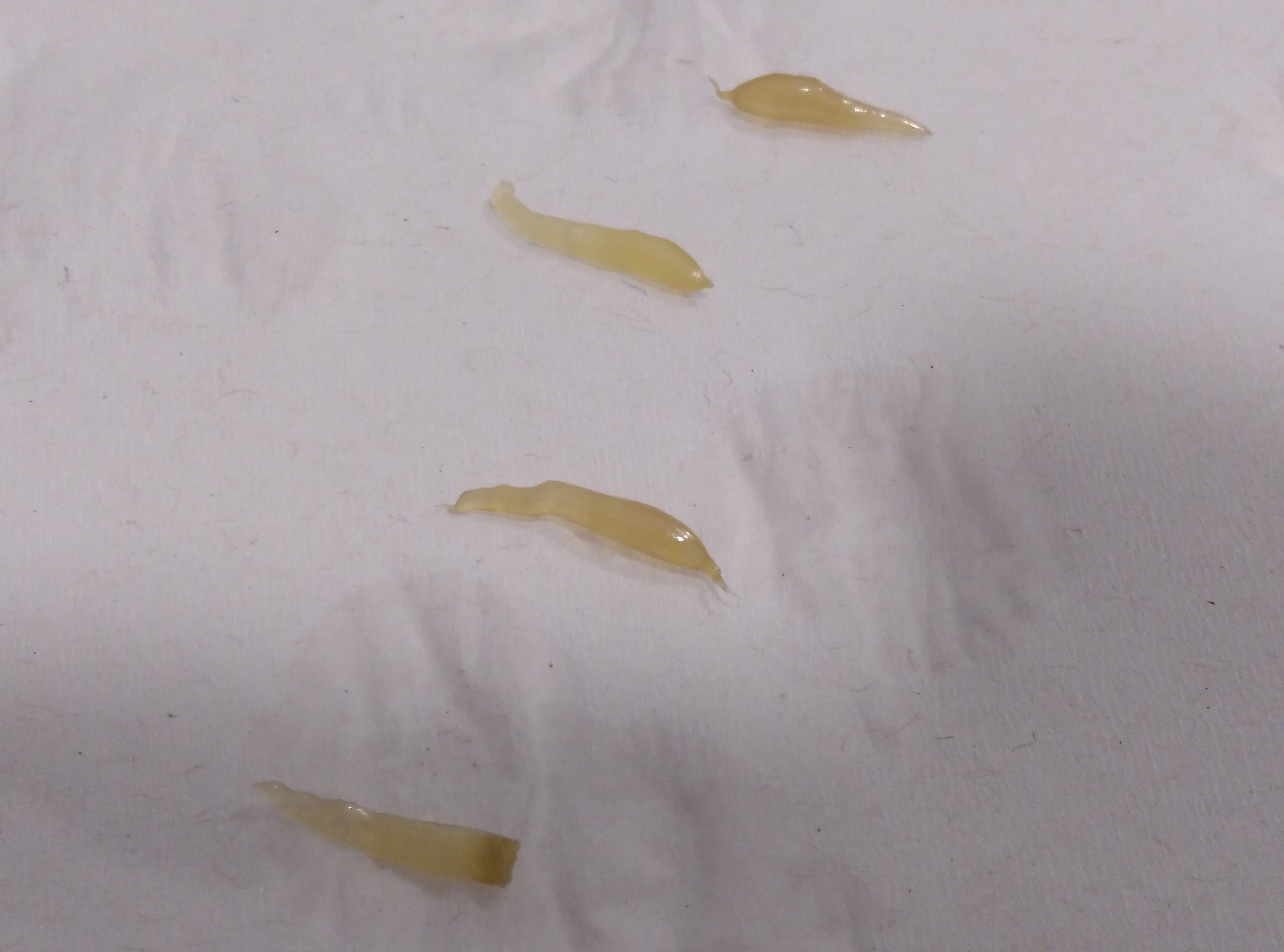 Flea tapeworm segments from a puppy.