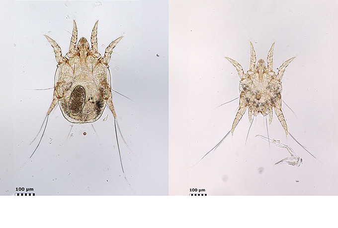 male and female ear mites