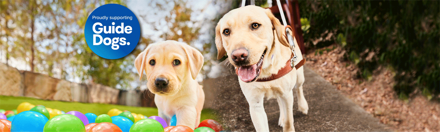 Two dogs walking