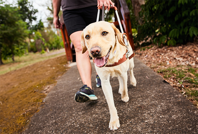 Guide_dog_on_leash_in_a_park