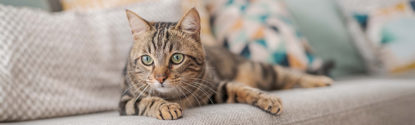 Curated visual reference: Picture Idea: Hypertension In Cats Signs Causes Treatment