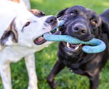 Ear mites in dogs