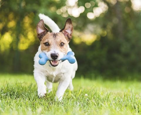 can humans get dog ear mites