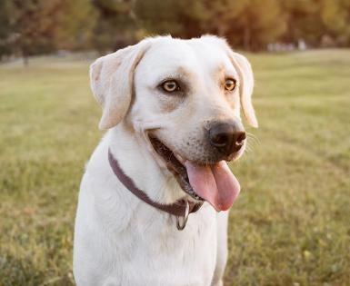 Tapeworms in dogs