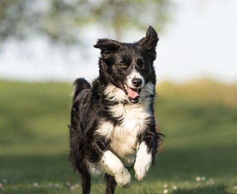 Brown dog tick