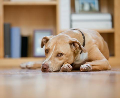 Hookworm in dogs