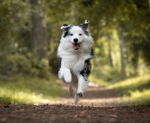 Nexgard collies hotsell