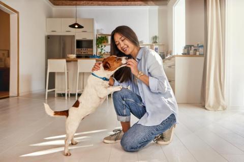 Feeding dogs - A person feeding their dog