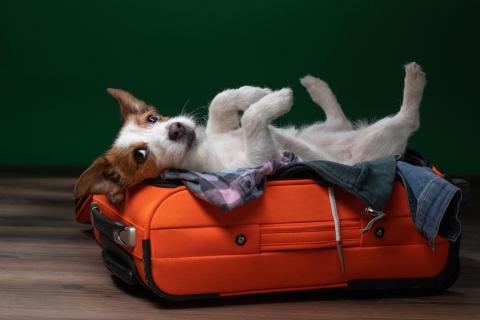 Flying with a Dog - a picture of a dog lying down on a suitcase
