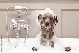 Guide to Washing a Dog - Dog in Bath Tub