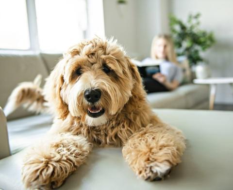 How Do I Know If My Dog Has Pinworms? - Kennel to Couch