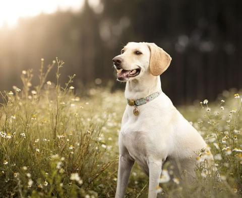 how to remove ticks on dogs