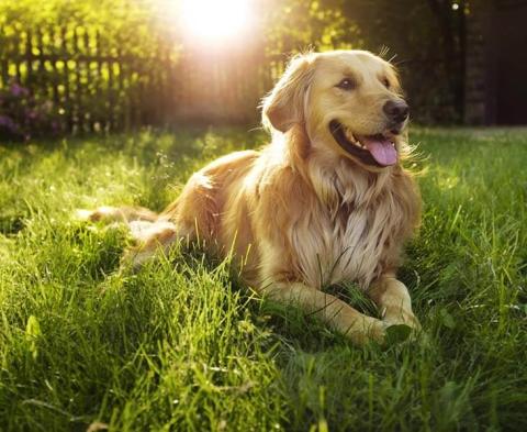 Heartworm prevention for dogs